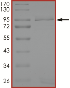 EGFR (C797G L858R), Active